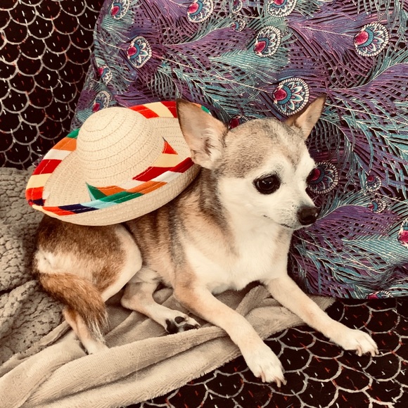 Meet your Posher, Bonnie - Picture 3 of 4